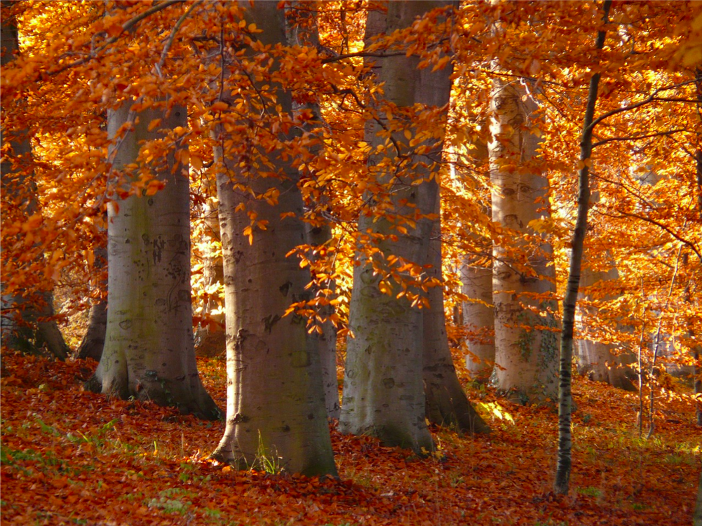Bäume mit herbstlich gefärbten Blättern Bäume mit herbstlich gefärbten Blättern